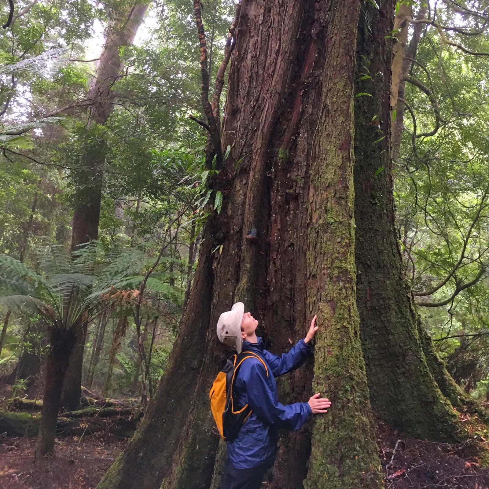 In the Tarkine