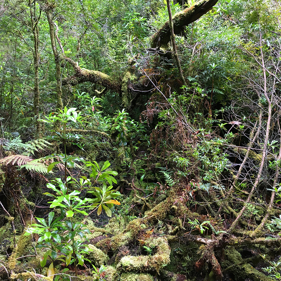 The Tarkine